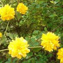 Kerria japonica 'Flore PLeno'